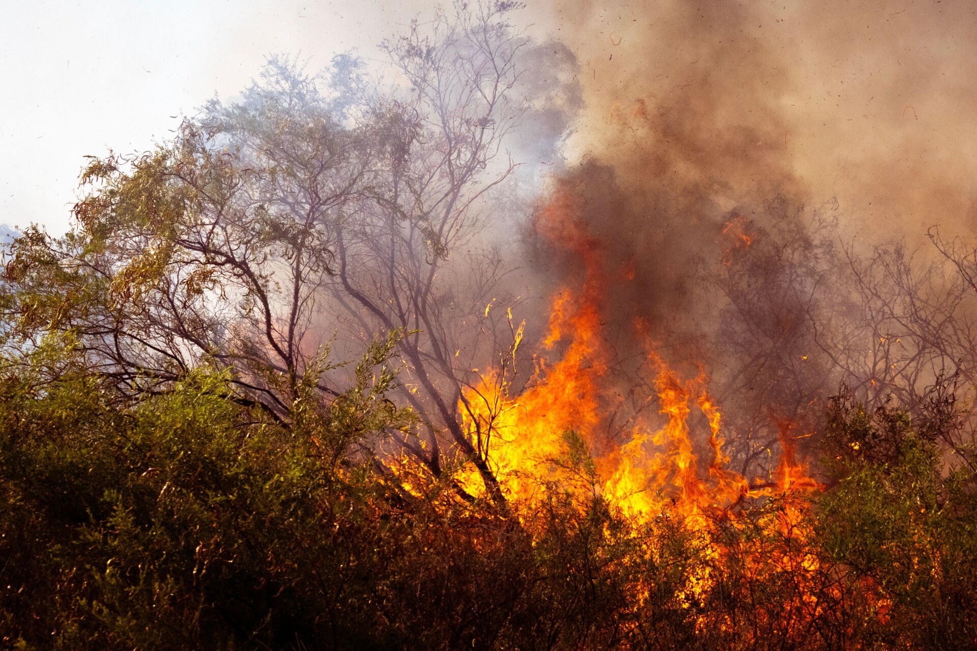 Bushfire zone filled with smoke and flames